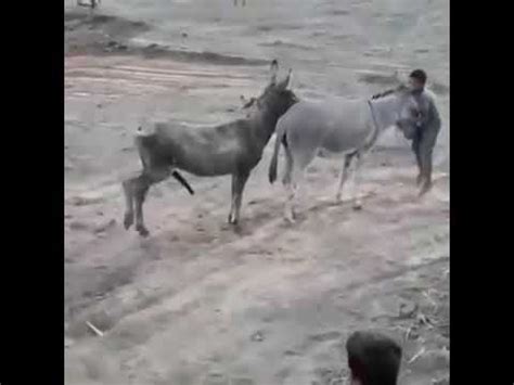 cojiendo con burros|'burro' Search .